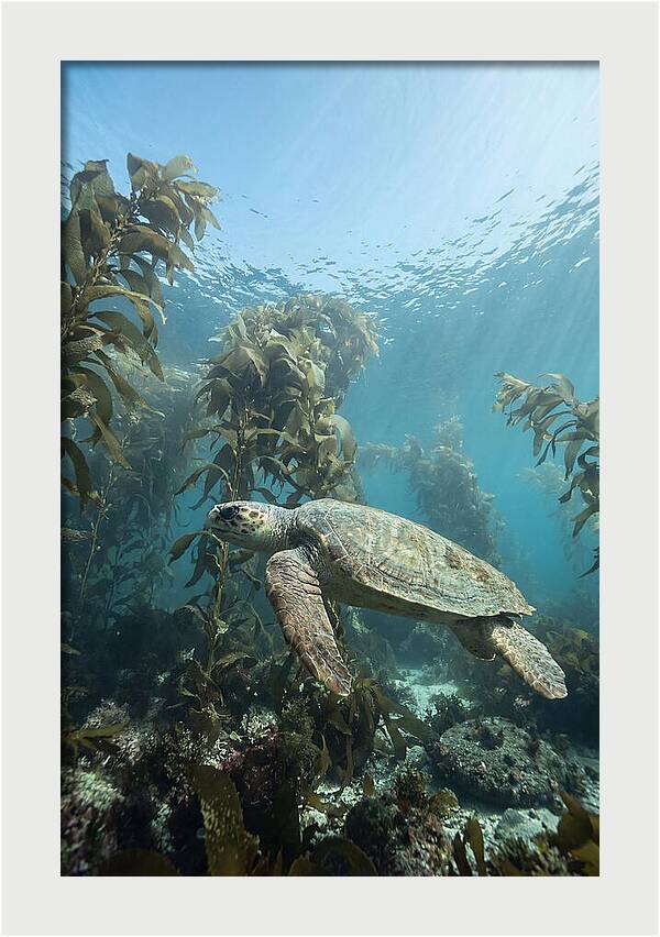 Loggerhead Sea Turtle In Kelp