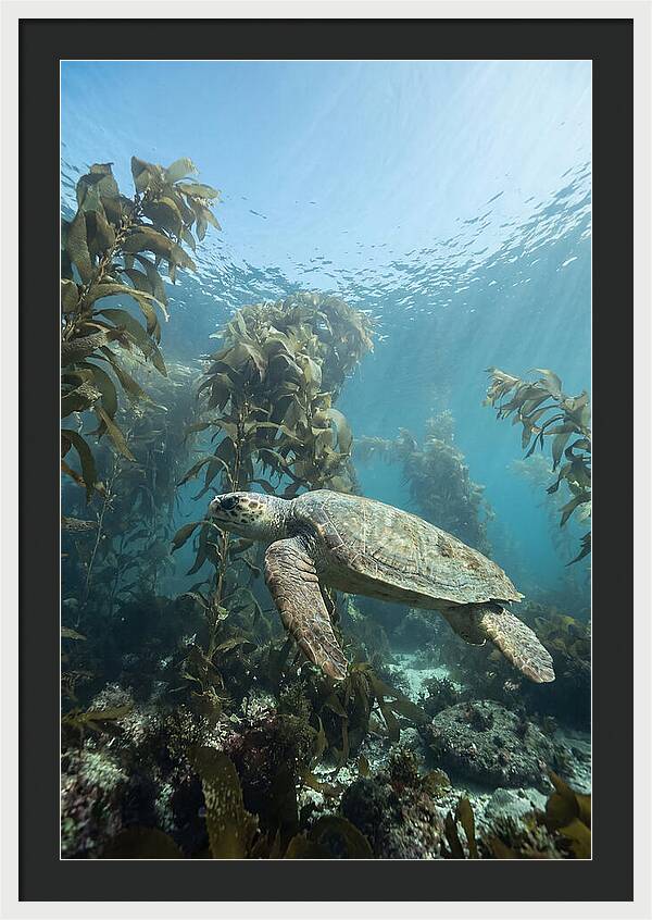 Loggerhead Sea Turtle In Kelp