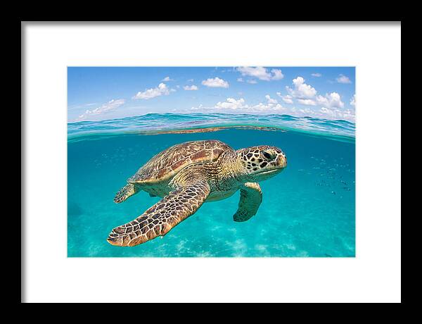 Loggerhead Sea Turtle Swimming