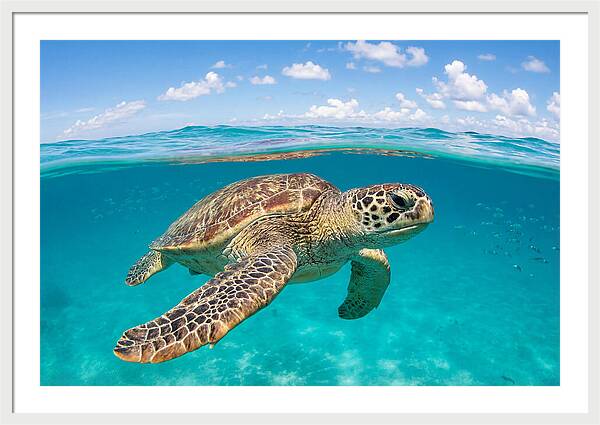 Loggerhead Sea Turtle Swimming