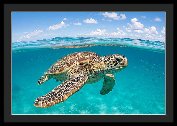 Loggerhead Sea Turtle Swimming