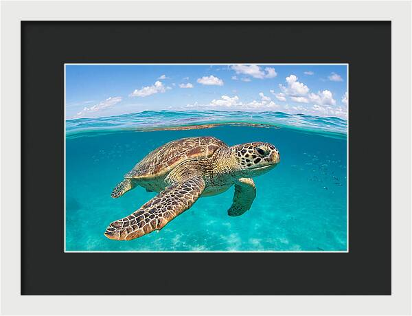 Loggerhead Sea Turtle Swimming