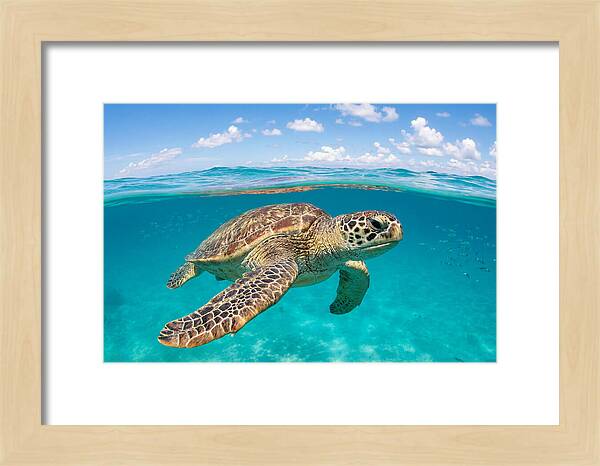 Loggerhead Sea Turtle Swimming