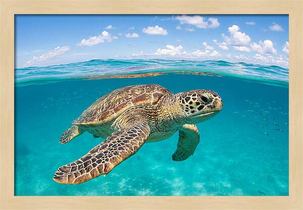 Loggerhead Sea Turtle Swimming