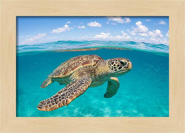 Loggerhead Sea Turtle Swimming