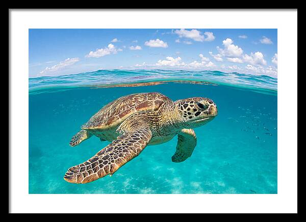 Loggerhead Sea Turtle Swimming