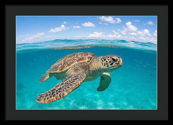 Loggerhead Sea Turtle Swimming