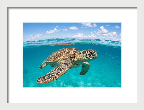 Loggerhead Sea Turtle Swimming