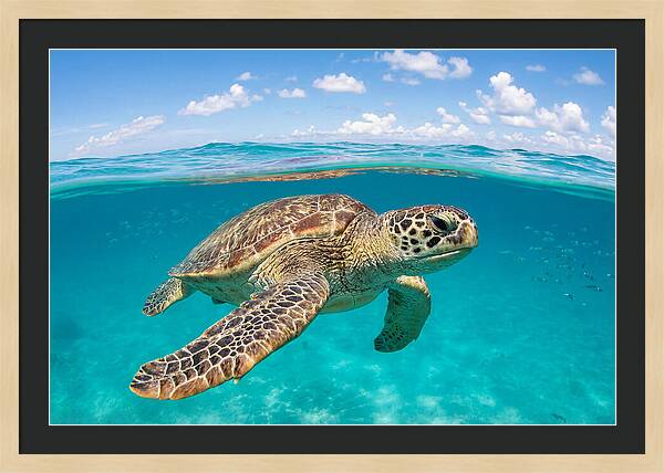 Loggerhead Sea Turtle Swimming