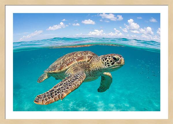 Loggerhead Sea Turtle Swimming