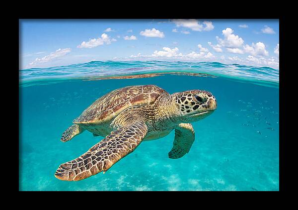 Loggerhead Sea Turtle Swimming