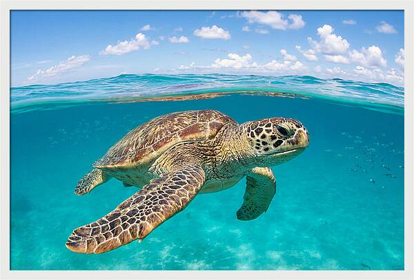 Loggerhead Sea Turtle Swimming