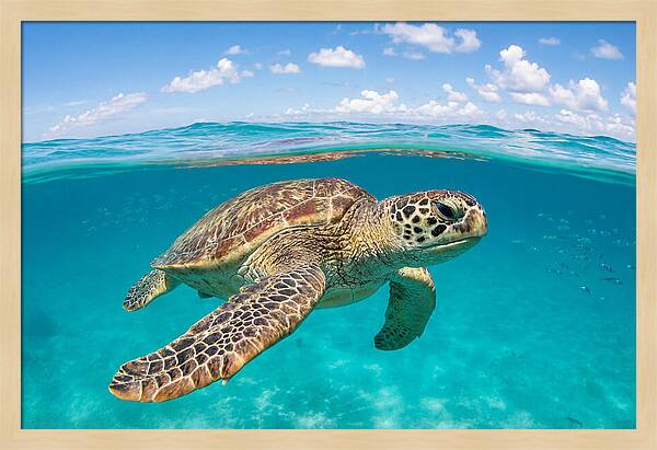 Loggerhead Sea Turtle Swimming