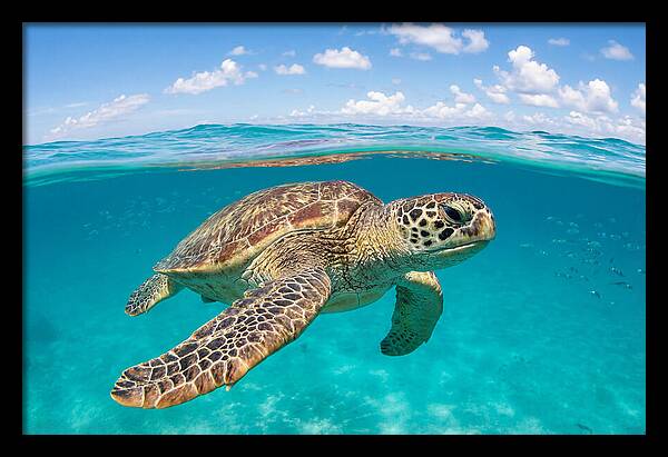 Loggerhead Sea Turtle Swimming