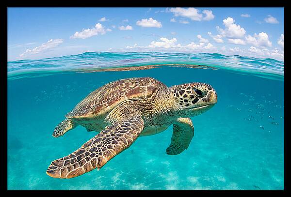 Loggerhead Sea Turtle Swimming