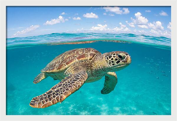 Loggerhead Sea Turtle Swimming