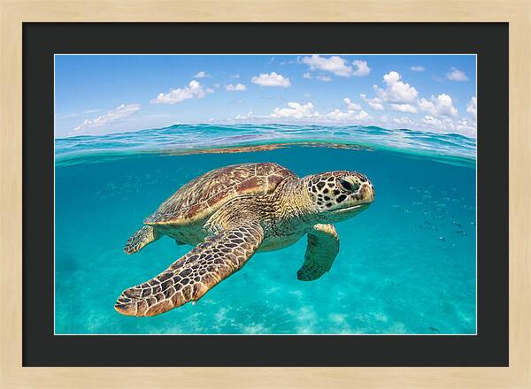 Loggerhead Sea Turtle Swimming