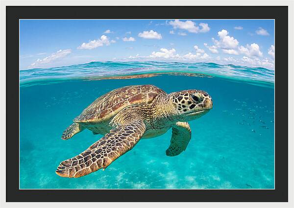 Loggerhead Sea Turtle Swimming