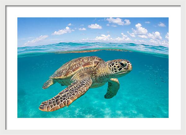 Loggerhead Sea Turtle Swimming