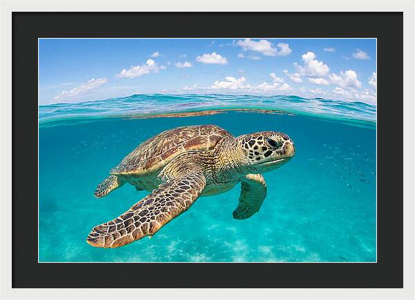 Loggerhead Sea Turtle Swimming