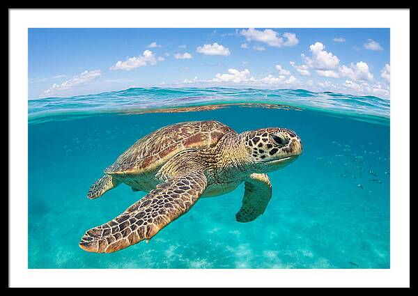 Loggerhead Sea Turtle Swimming