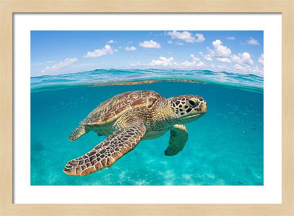 Loggerhead Sea Turtle Swimming