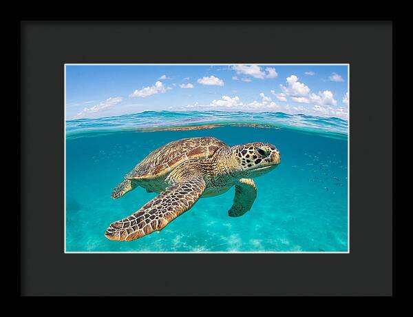 Loggerhead Sea Turtle Swimming
