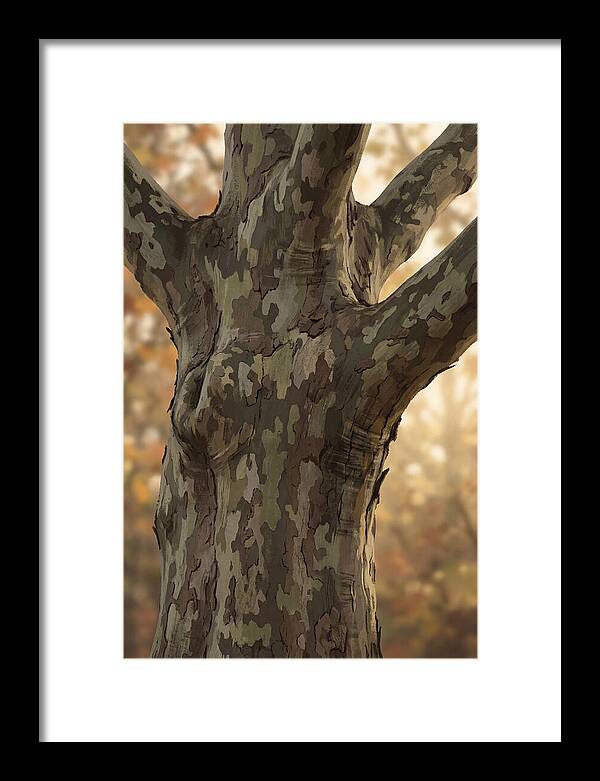 London Plane Tree Camouflage