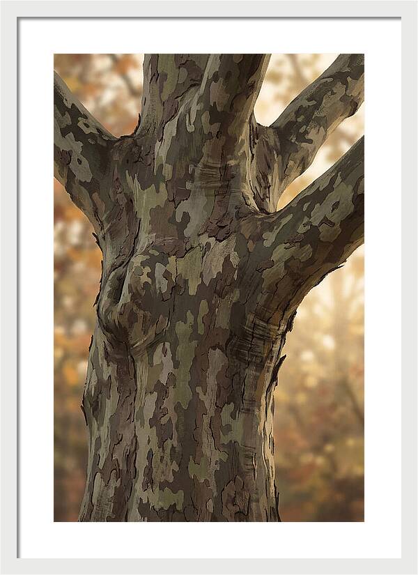London Plane Tree Camouflage
