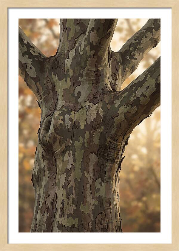 London Plane Tree Camouflage
