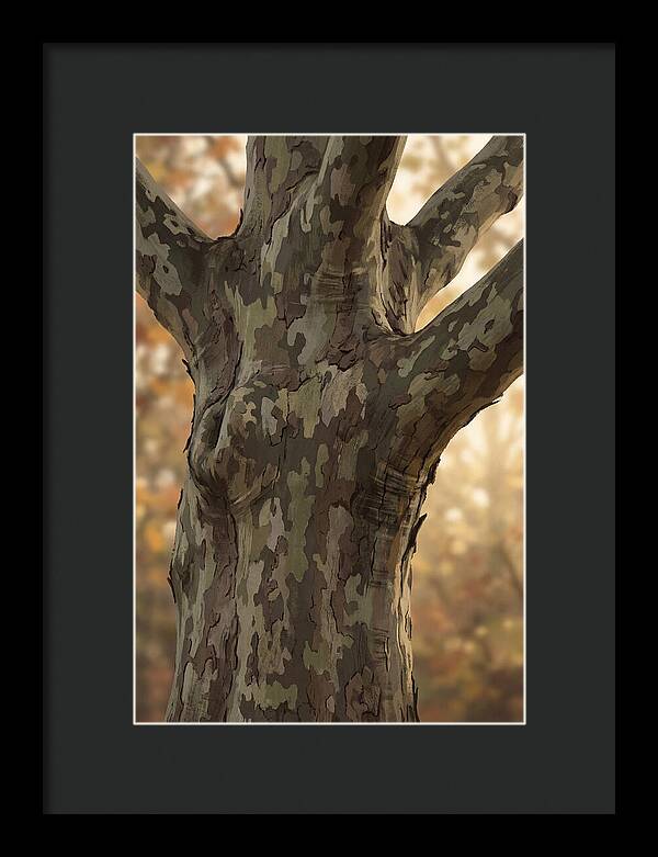 London Plane Tree Camouflage