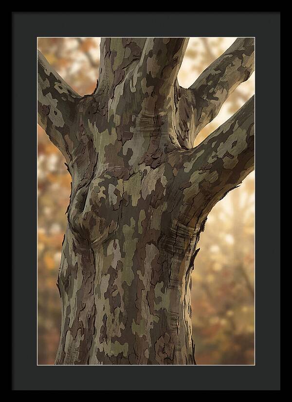London Plane Tree Camouflage