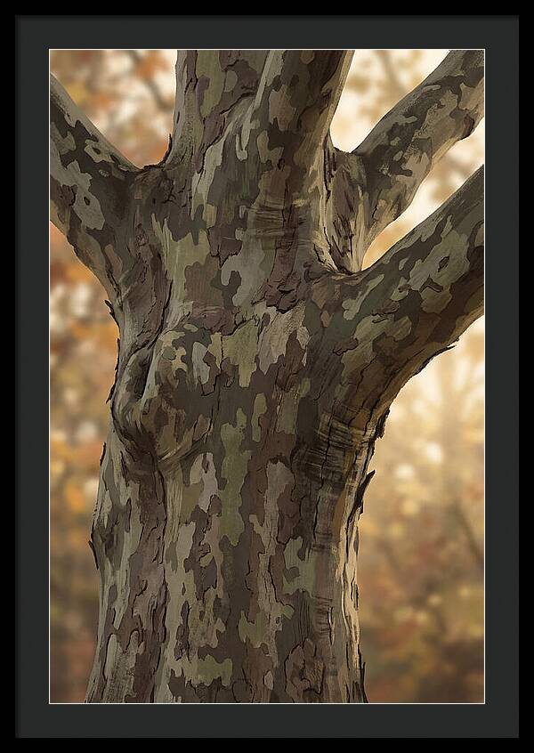 London Plane Tree Camouflage