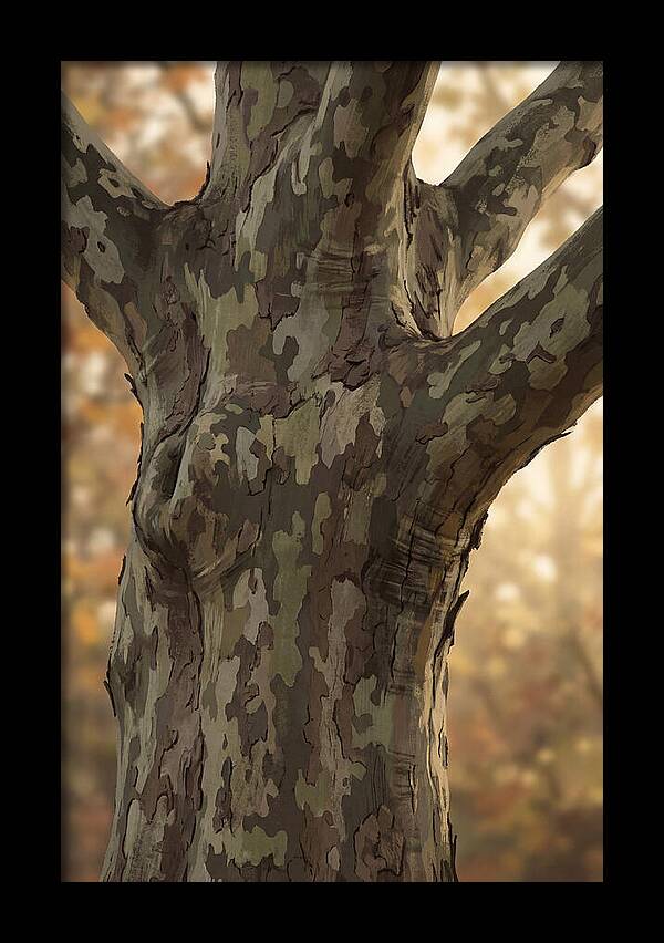 London Plane Tree Camouflage
