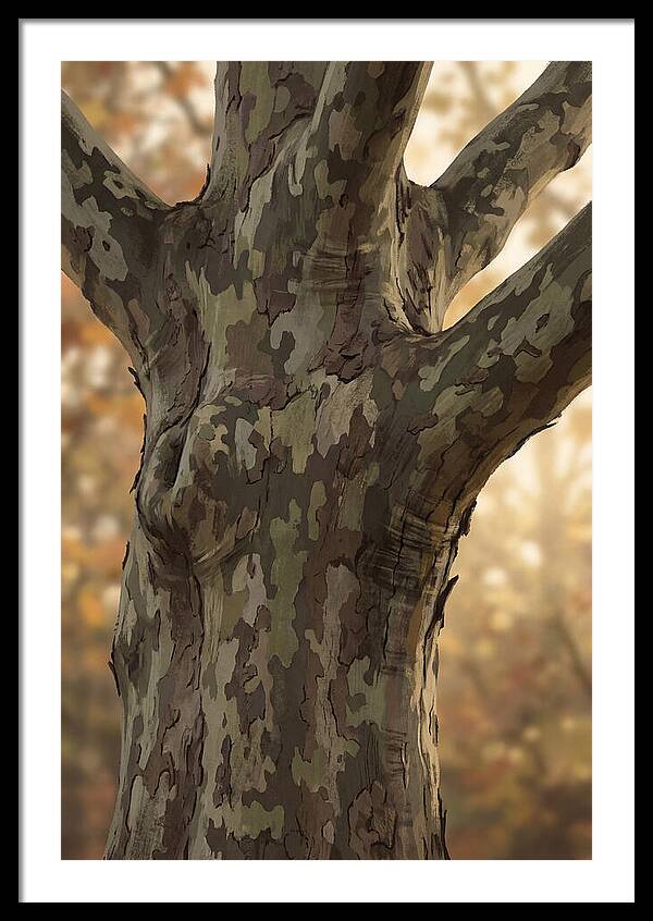 London Plane Tree Camouflage