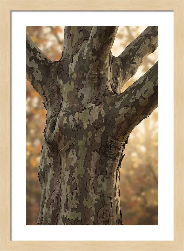 London Plane Tree Camouflage