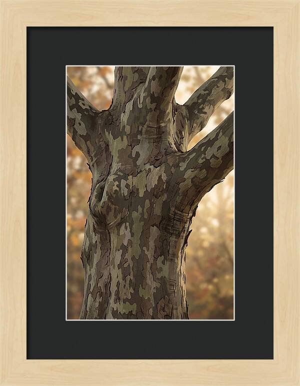 London Plane Tree Camouflage