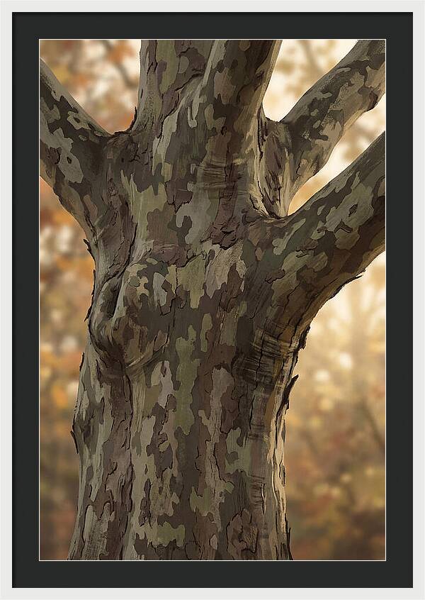 London Plane Tree Camouflage