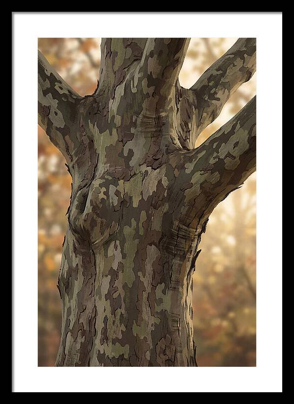 London Plane Tree Camouflage