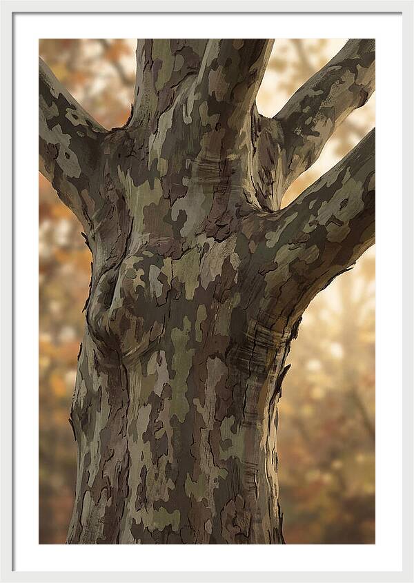 London Plane Tree Camouflage