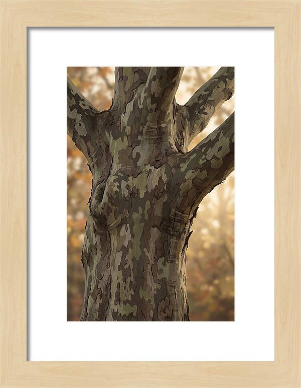 London Plane Tree Camouflage