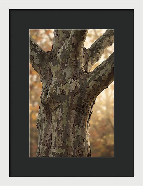 London Plane Tree Camouflage