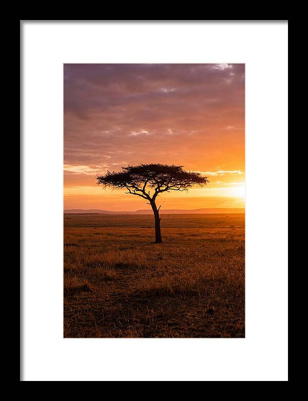 Lone Acacia Tree At Sunrise