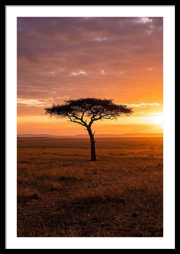 Lone Acacia Tree At Sunrise