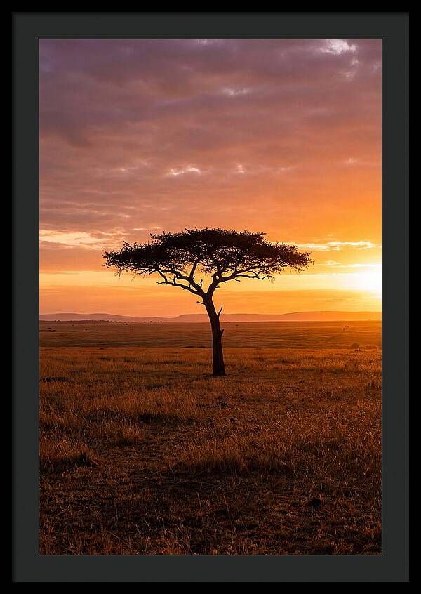 Lone Acacia Tree At Sunrise
