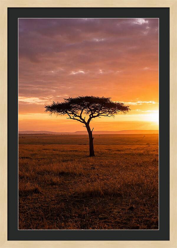 Lone Acacia Tree At Sunrise