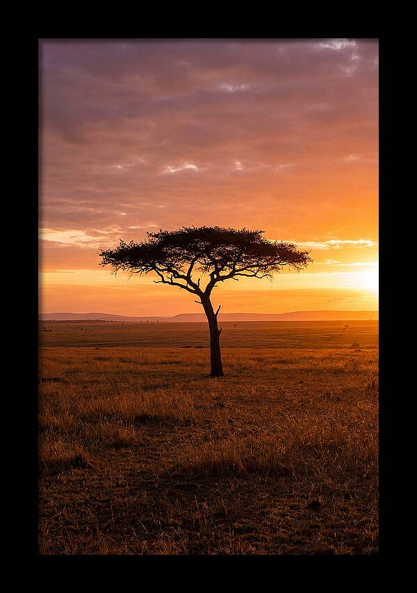 Lone Acacia Tree At Sunrise