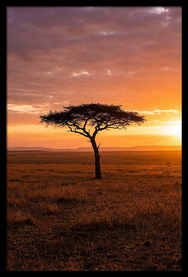 Lone Acacia Tree At Sunrise