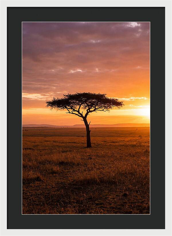 Lone Acacia Tree At Sunrise