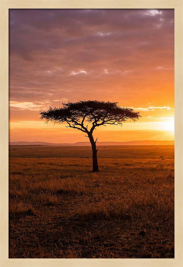 Lone Acacia Tree At Sunrise